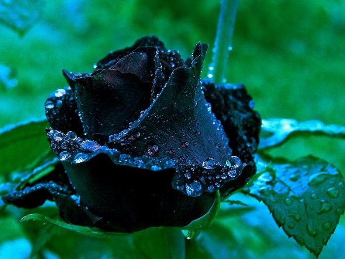Сказка. «Чёрная роза».